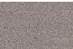 Owl Image