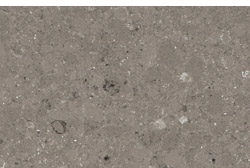 Owl Image